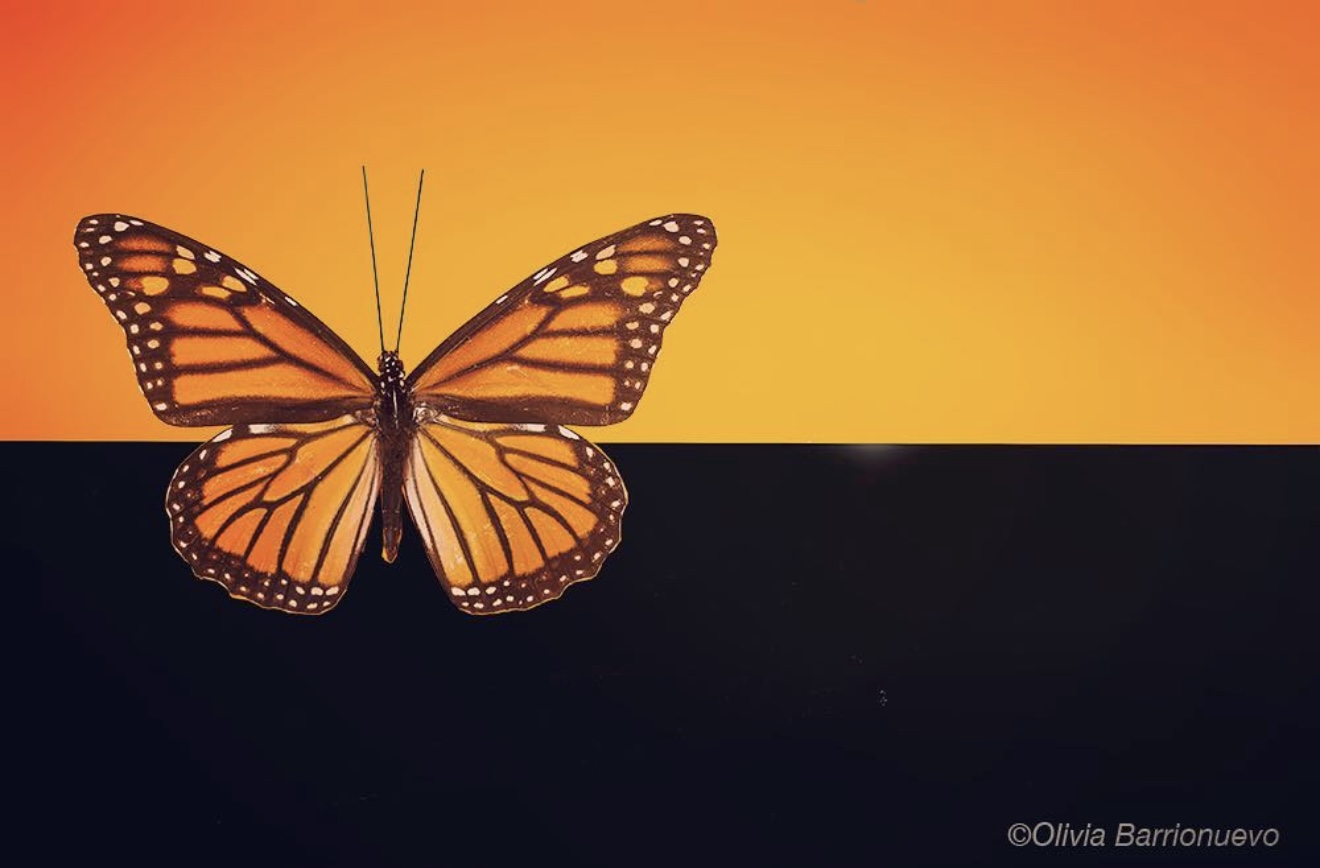 Monarch photograph by Olivia Barrionuevo