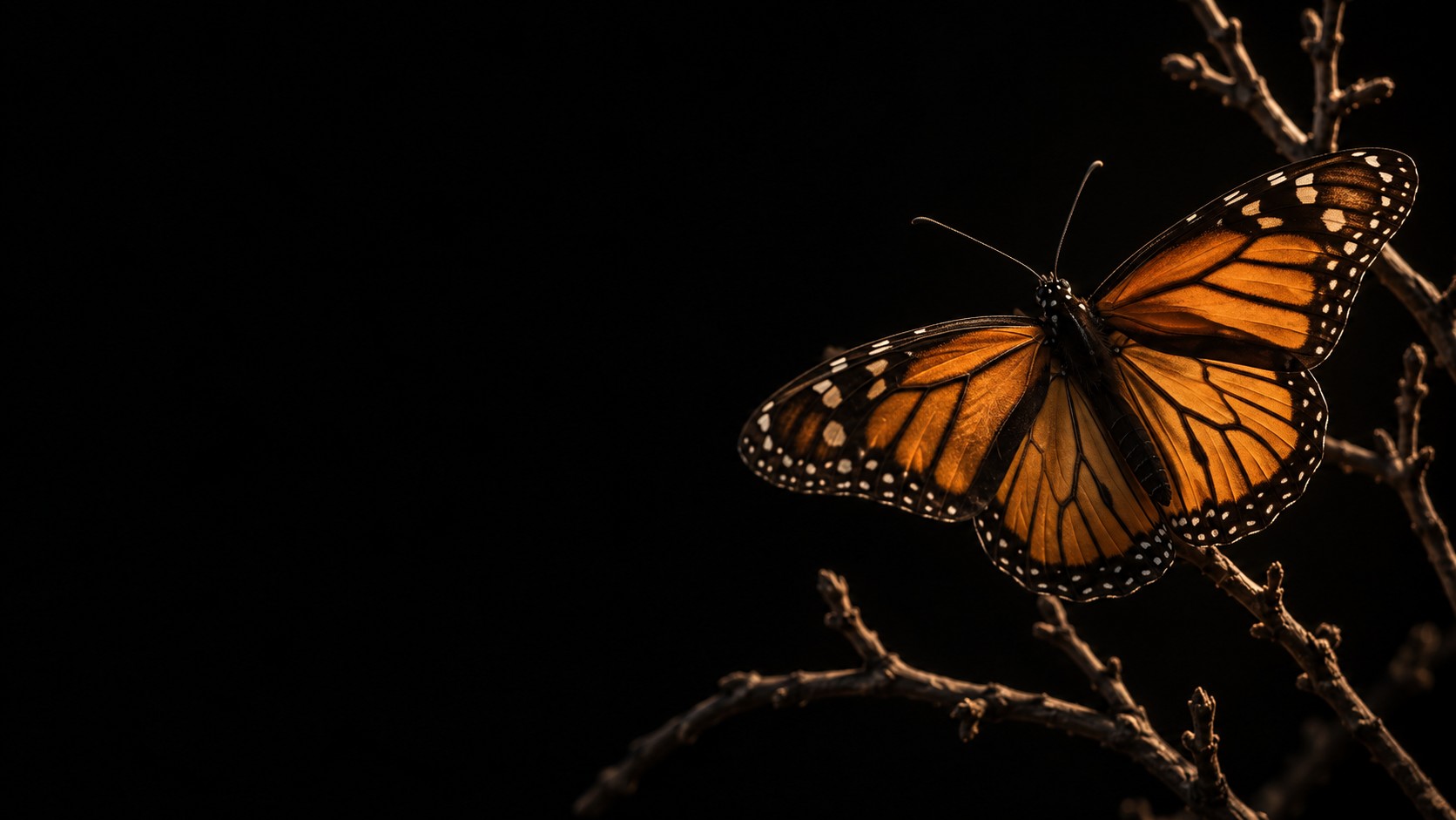 Monarch butterfly illuminated against a dark background